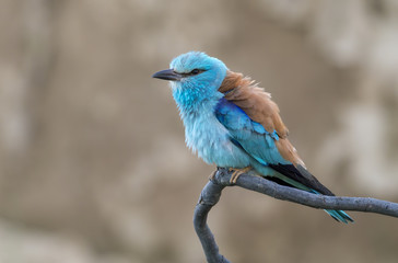 European roller (Coracias garrulus) sitting on a branch