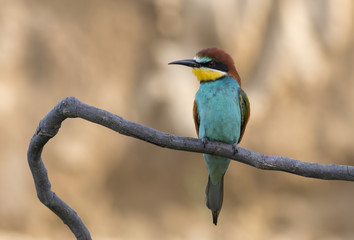 The European Bee-eater