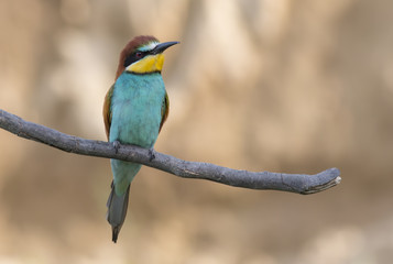 The European Bee-eater