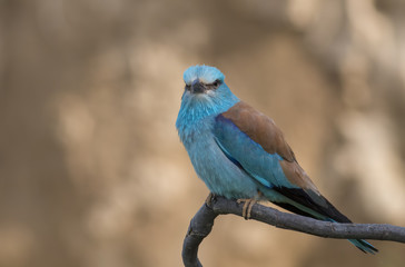 European roller (Coracias garrulus) sitting on a branch