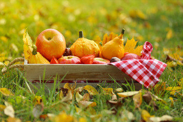 Autumn mood..apples, small pumpkins, maple leaves in a wooden box on the grass in the rays of the sun.Autumn season.Autumn time