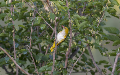 Eurasian Golden Oriole