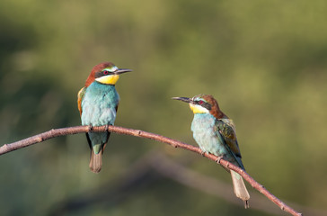The European Bee-eaters