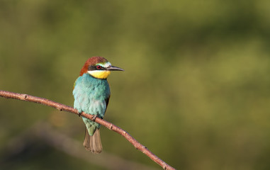 The European Bee-eaters