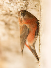 Common Crossbill