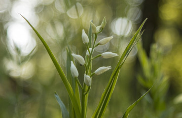 Beautiful wild flower