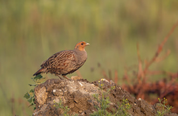 Grey Partridge sitting