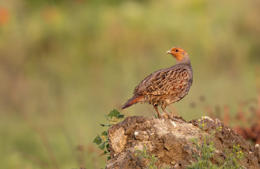 Grey Partridge sitting