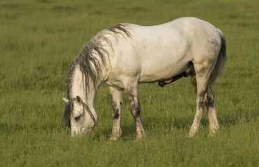 Obraz na płótnie Canvas Wild Horse Stallions Fighting