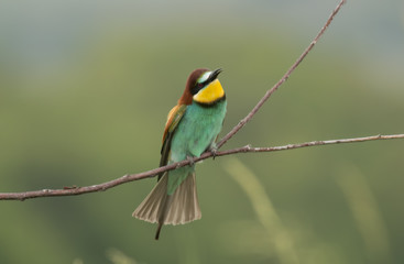 The European Bee-eaters