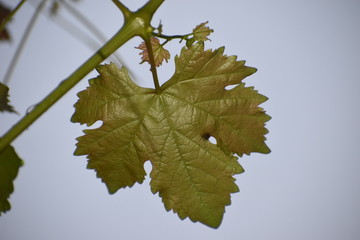 grapes leaf