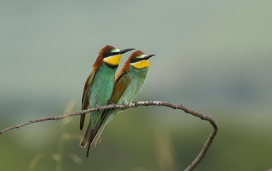 The European Bee-eaters