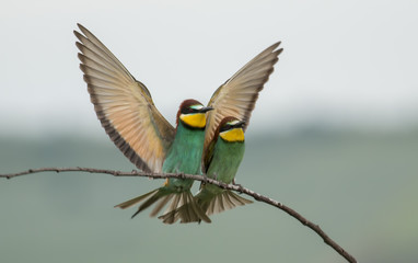 The European Bee-eaters