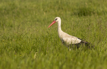 White stork stands on a meadow