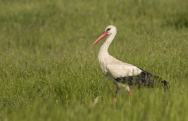 White stork stands on a meadow