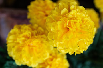 Yellow Thailand Flower