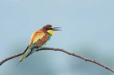 The European Bee-eaters