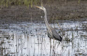 Close-up of Flying Grey Heron