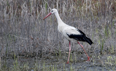 White stork stands on a meadow