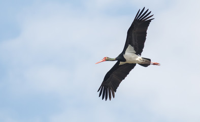 A flying black stork in southern Saxony