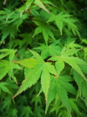 beauty in Nature, close-up, day, full frame, Green color, Growth, healthcare and medicine, Herb, high angle view, Land, leaf, leaves, Medicine, Nature, no people, outdoors, Plant, Plant part