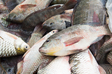 Close up of fresh fish for sale.