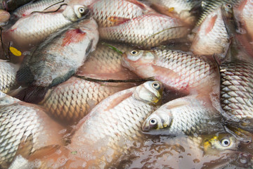 Close up of fresh fish for sale.