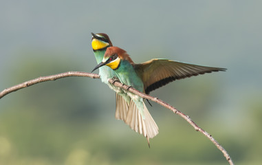 The European Bee-eater sitting on branch