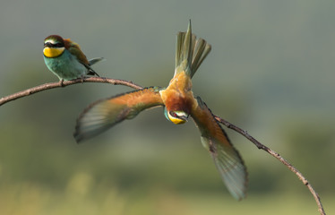 The European Bee-eater sitting on branch