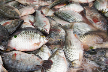 Close up of fresh fish for sale.