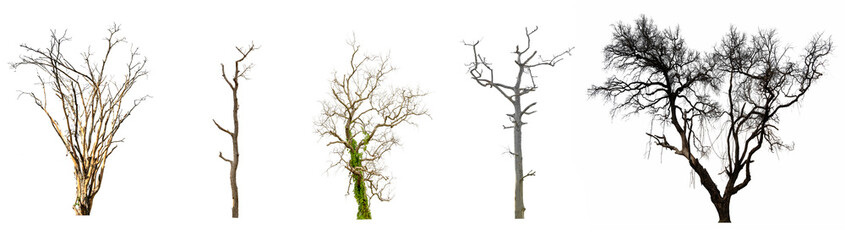 Dry tree or dead tree isolated collection on a white background