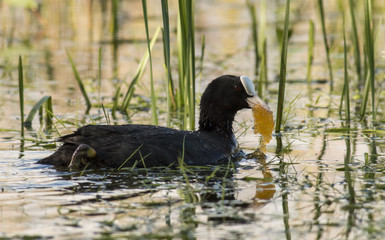 Coot swimming in the marsh