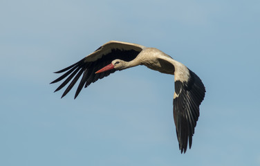 White stork (ciconia ciconia) flying