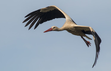 White stork (ciconia ciconia) flying