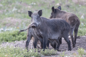 Wild boar on field