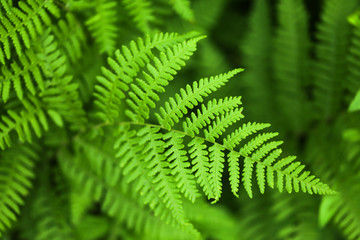 Green fern leaf