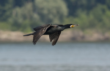 Greater Cormorant Flying