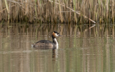 Great Crested Grebe