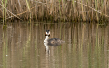 Great Crested Grebe