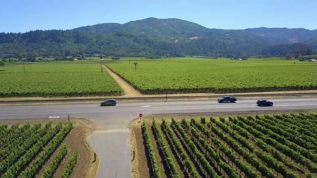 A road cuts through a lush green vineyard