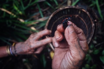 Muara Siberut, Mentawai Islands / Indonesia - Aug 15 2017: Tribal member collecting grubs and insects from a fallen sago tree in the middle of the jungle