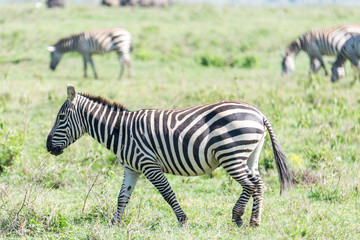 Fototapeta na wymiar Zebra Roaming