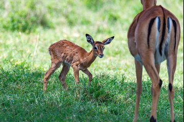 First Steps of a Baby Antelope
