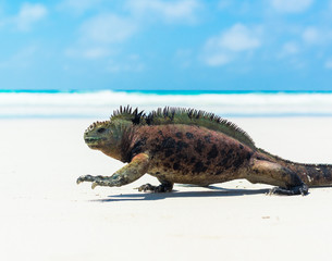 Iguana Beach