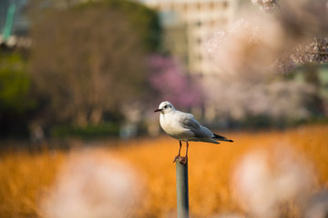 seagull bird and japan sakura cherry blossom