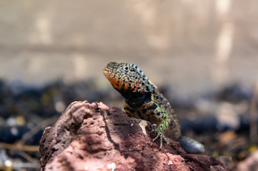 Reptile Calm
