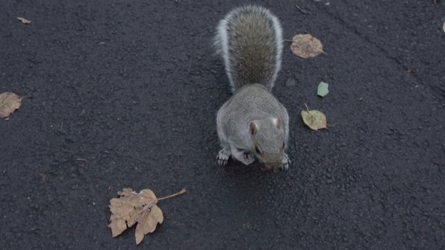 Squirrel in slowmotion