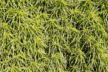 Background of natural green plants