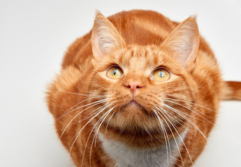 Gorgeous red ginger tabby cat sitting on all fours looking up