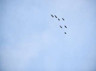 Group of seagulls flying in formation against a pale blue sky
